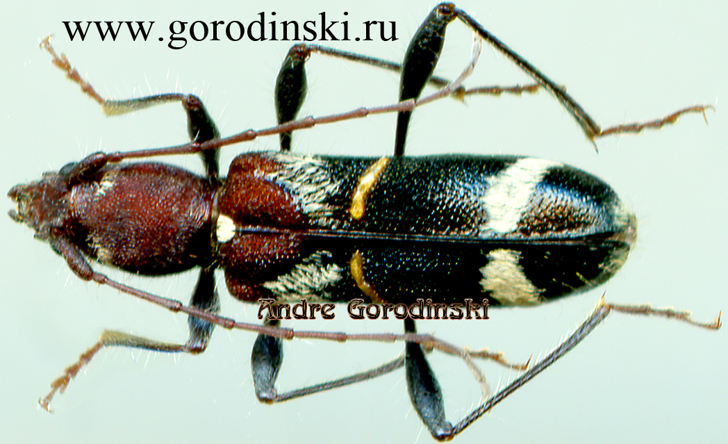 http://www.gorodinski.ru/cerambyx/Cleroclytus semirufus semirufus.jpg